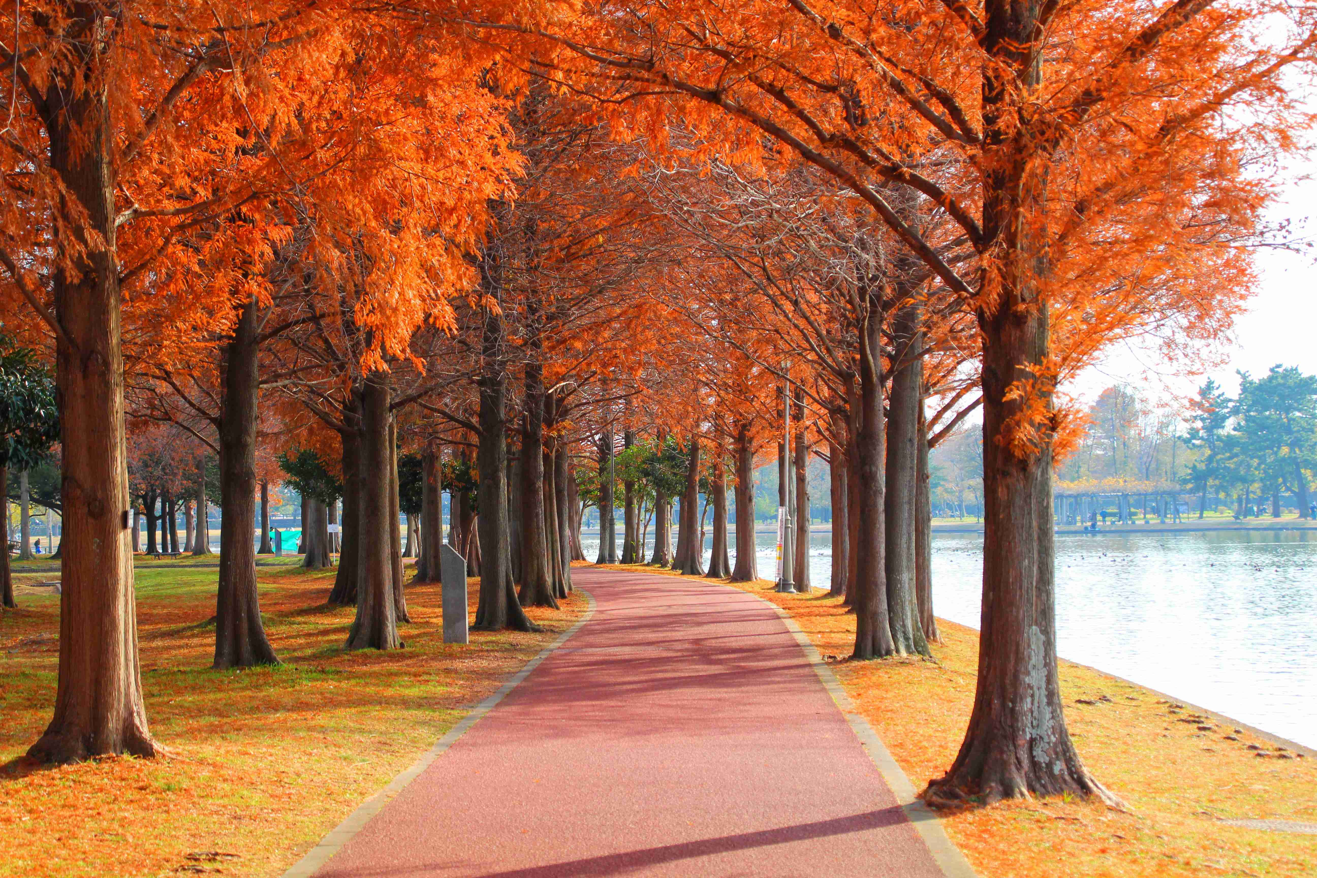 🌸 세 갈래 연못 공원 (미쓰마타이케 코엔) 이미지 8